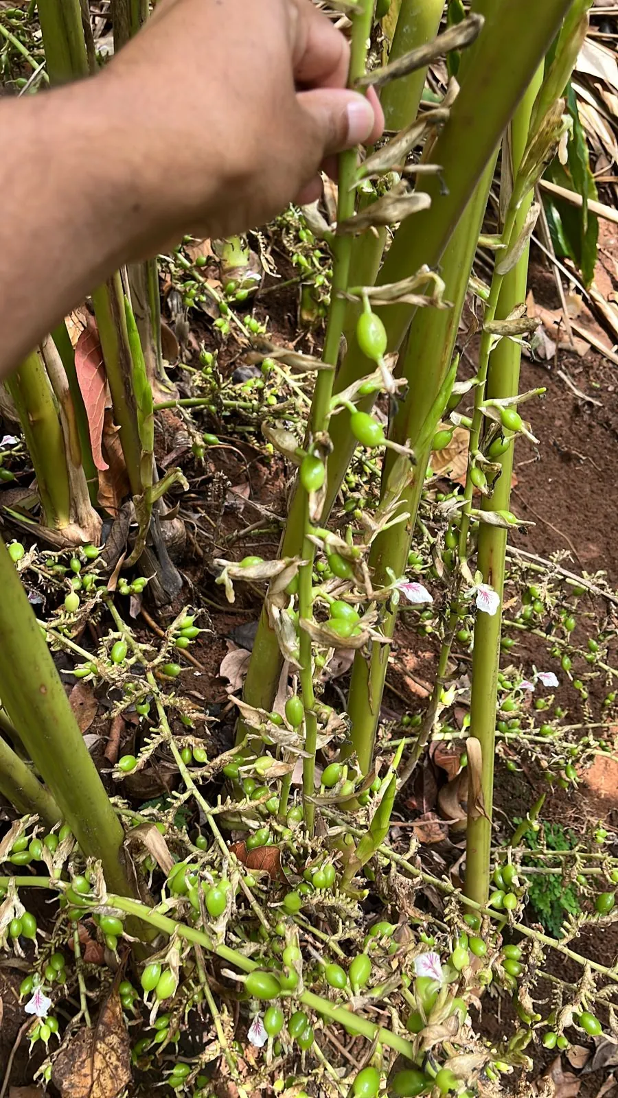 Cardamom plants under cultivation
